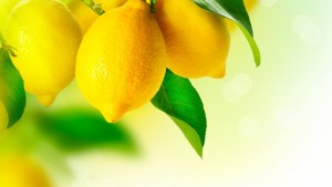 ripe lemon on branch and leaves macro wallpaper hd