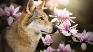 Wolfdog smelling magnolia flowers