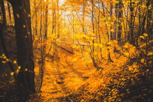 forest-covered-in-orange-leaves-during-autumn-time