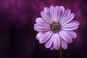 nature-summer-purple-daisy-flower-in-soft-focus-top-view