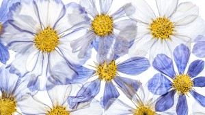 white and purple kosmeya flower on white background, texture wallpaper 16k